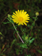 Organic Dried Calendula Flower Petals Jar